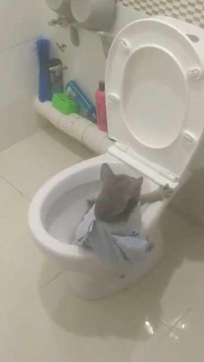 Cat trying to use the toilet