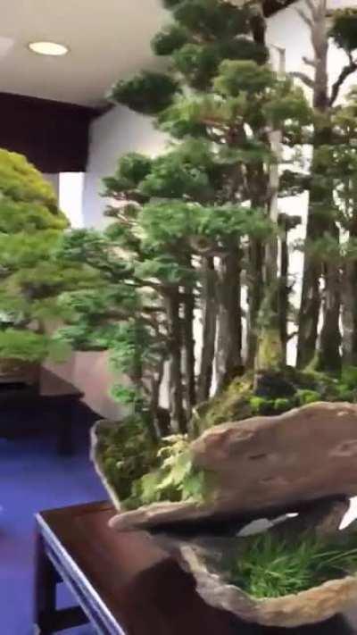 Bonsai forest