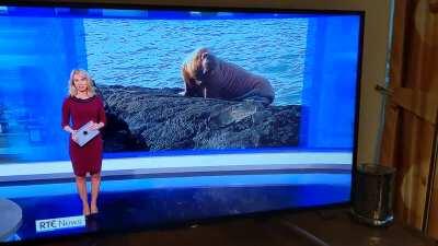 Great walrus impression by rte