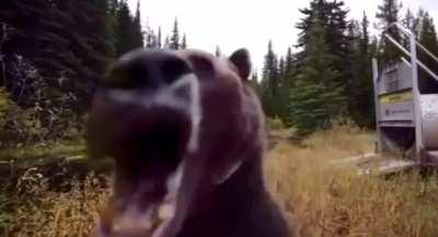 Bear is released from captivity