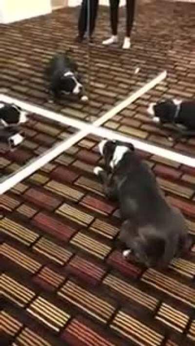 You guys smell familiar...