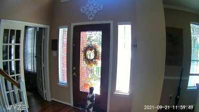 My Fall wreath drives him crazy. He does this all day!