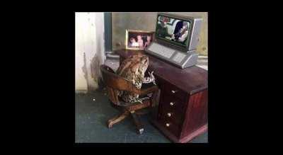 Frog watching JoJo&rsquo;s Bizarre Adventure