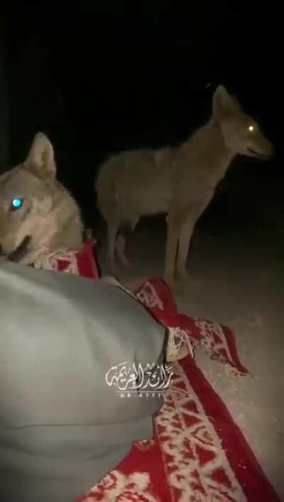 A terrifying way to wake up in the middle of the desert.