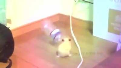 WEEK 1 of Hampter vibing 