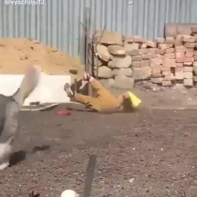 Dog snatches ball from Kid. The kid's face in the end is priceless