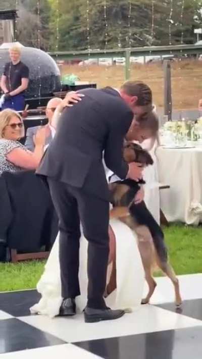 That means you’ve got the dog’s blessing, too!