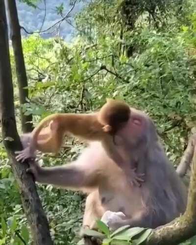 🔥 Monkey mom has mastered parenting 🔥