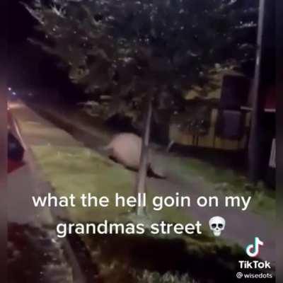 Wtf Is This Seal Doing While Listening To EAST😭