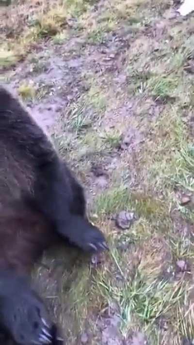 that's a funny looking dog