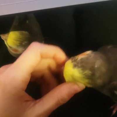 SCRITCH PARTY