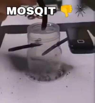 Moldy_ Mosquito
