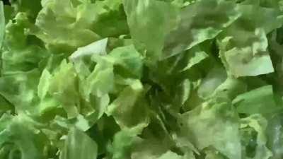 Yo I work at burger king and this ad is one we are working on (no visuals yet so we used the ones from whopper whopper)