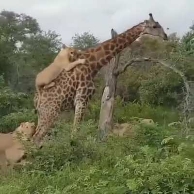 Giraffe vs. Pride of Lions