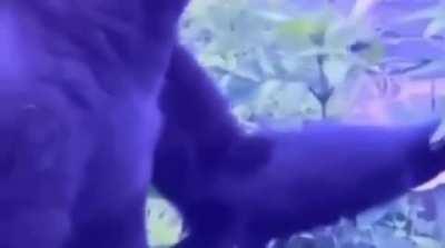 No me lo creo, bad bunny sacó un nuevo temardo😎😎