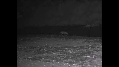 Thylacine or fox? QLD 6/9/25