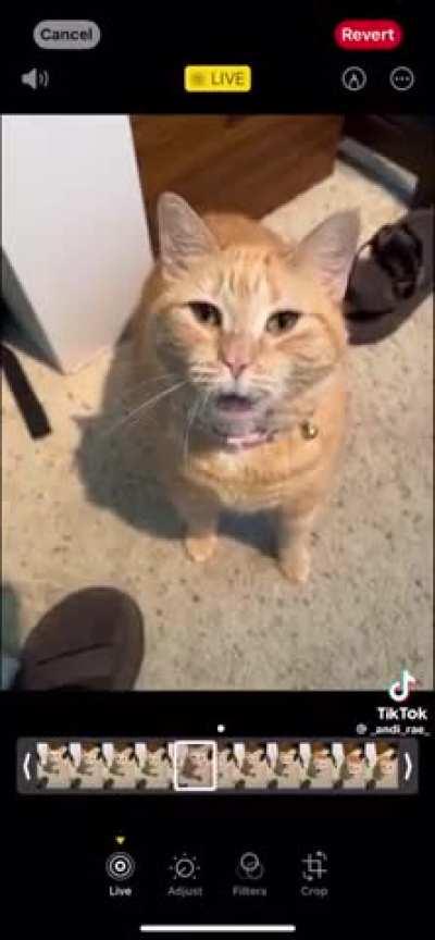 Help!  Gman has turned Kleiner in to a cat as punishment for the furry posting!!