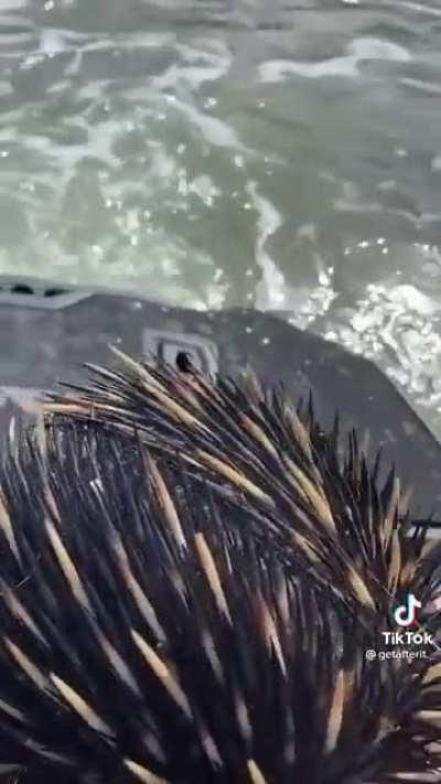 An eagle drops an echidna into the water. This man picks it up and helps it out.