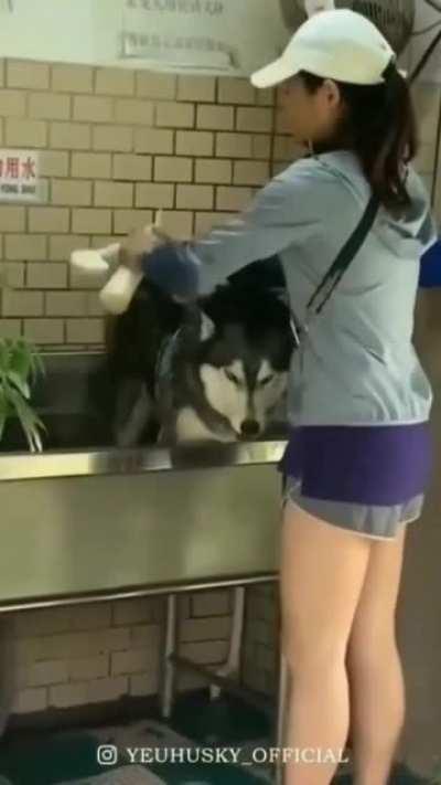 bathing and grooming are husky's kryptonites