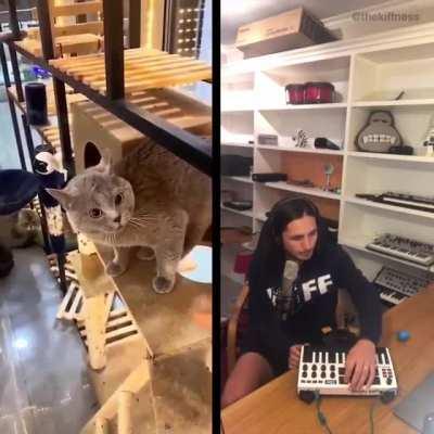 Alugalug cat got Remixed by the Kiffness