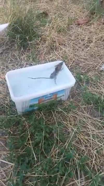 Mousee (then the mouse runs away)