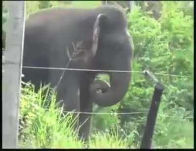 This Elephant not scared of barbed wires.