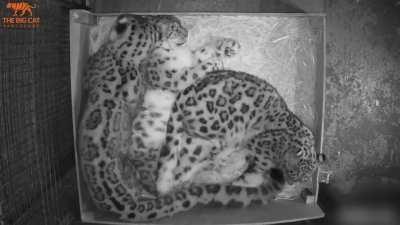 Posting snow leopards every day - Day 383