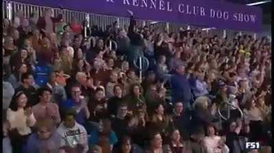 Pink the Bordie Collie absolutely demolishes an agility competition