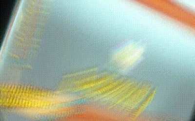 Epic [fluff]-ing catfruit jumpscare 🗣