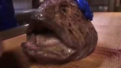 Thanks, I hate eel catfish