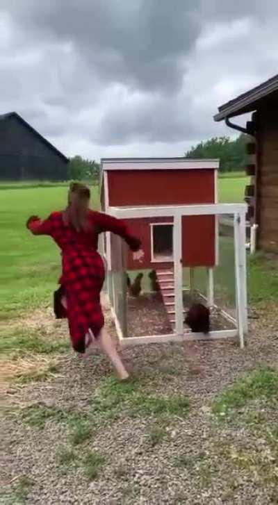 Why the rooster crossed the field !