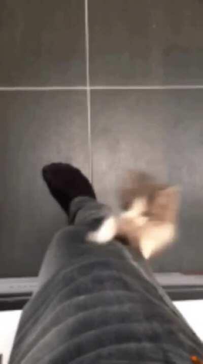 Kïtt spares its hooman from picking it up.