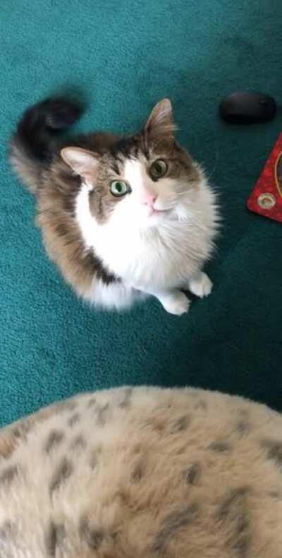 Just some more Hinch-sounding-like-an-airhorn content