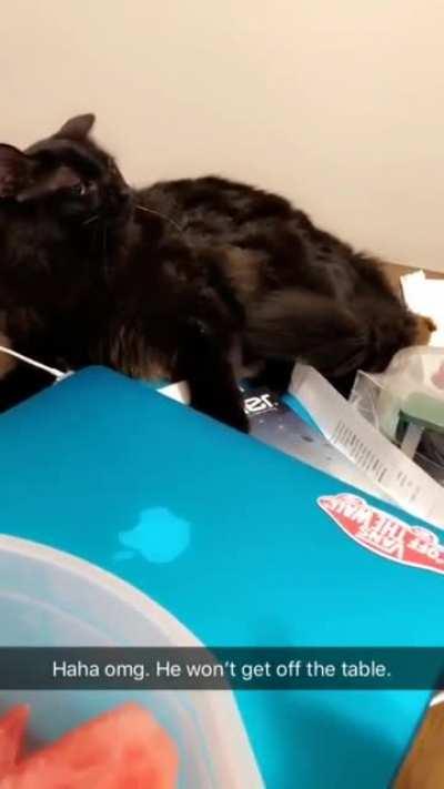 When the trainer suggested a squirt bottle to keep him off the table.