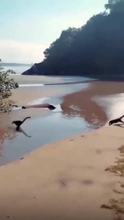 They are back - the Dinosaurs