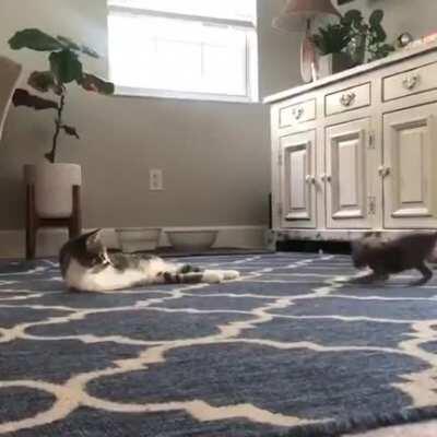 Ladies and gentleman, may i introduce the Catosaurus-Rex