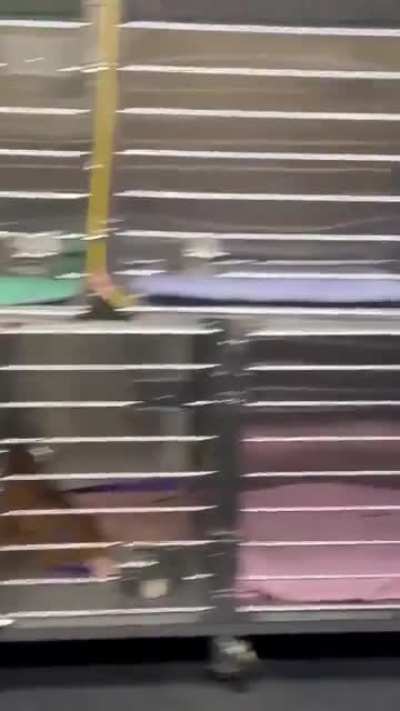 Dog is surprised by an even bigger dog, I at first thought it was gonna be a mastiff.