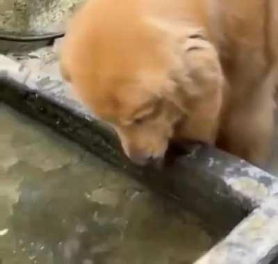 Pupper shows compassion to a fish...