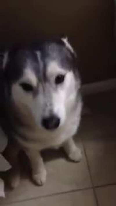 Monk's Bath Time Tantrum