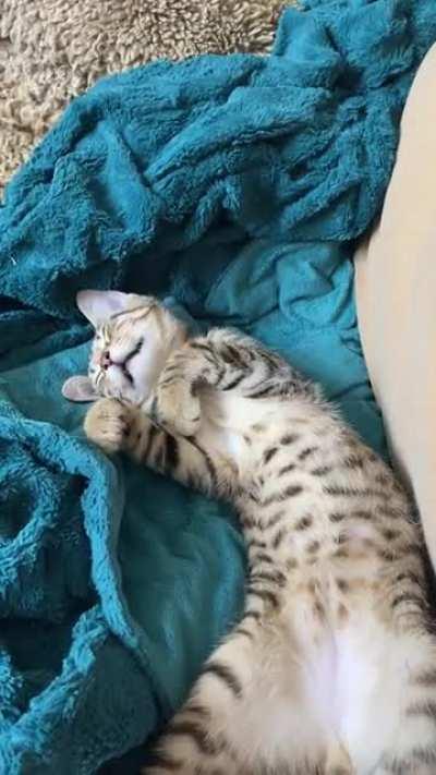 sneaker (when he was still smol) having illegally smol dreams