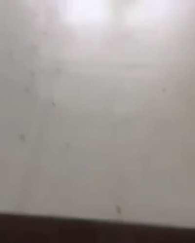 Hitting a massive bee hive