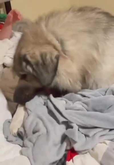 Helping to make the bed.