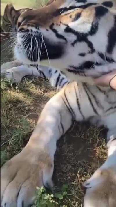 Big cats are just like any other cat