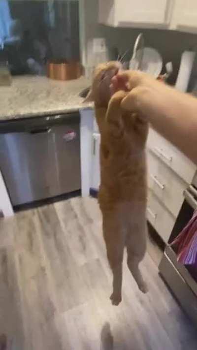 The last brain cell left when he saw the treat. Credit - apollo_screams on IG