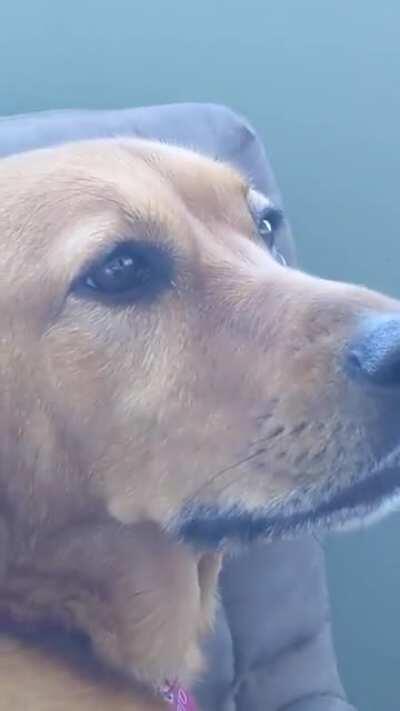 She accidentally dropped her toy off the balcony :'(