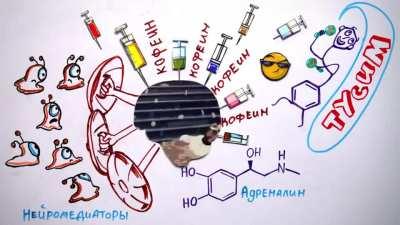 Как быстро тебя убьют энергетики? — Научпок