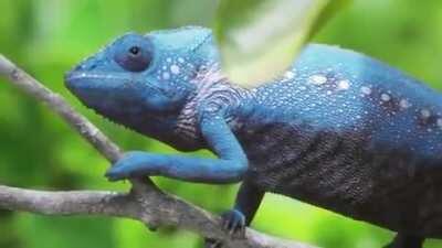 Chameleon
