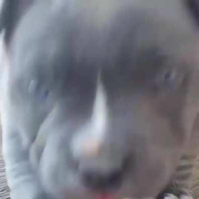 The baby creeps up cautiously.