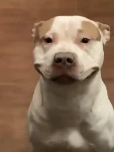 Toddler spotted! PITBULL, GO!!