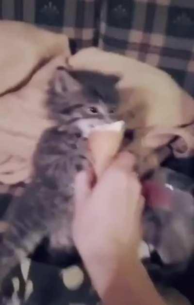 Ice cream > catnip ??